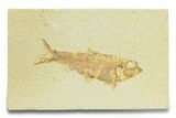 Detailed Fossil Fish (Knightia) - Wyoming #289913-1